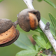 Image for article titled A Simple Explanation for the Paradox of How California’s Almonds Boomed in the Drought